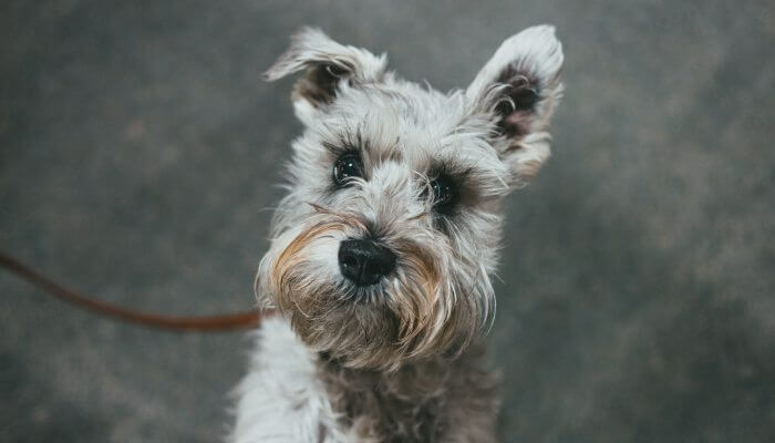 schnauzer mini atado con correa