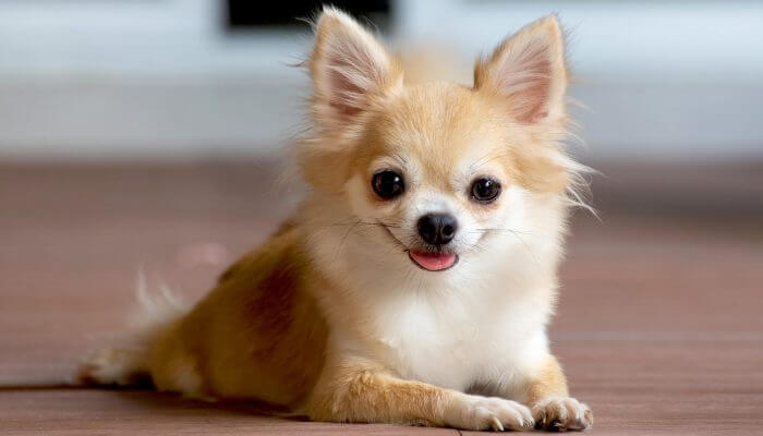 chihuahua de pelo largo sonriendo