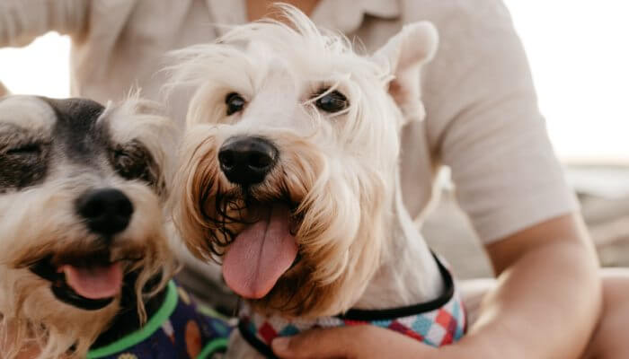 schnauzers mini al aire libre con su dueno