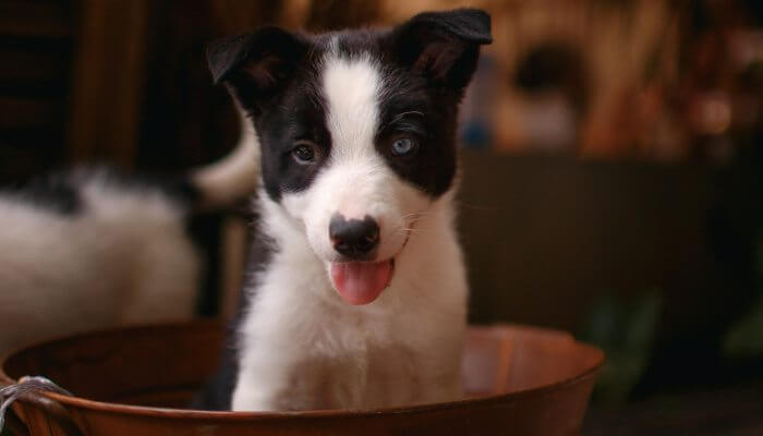 cachorro border collie con ojo azul