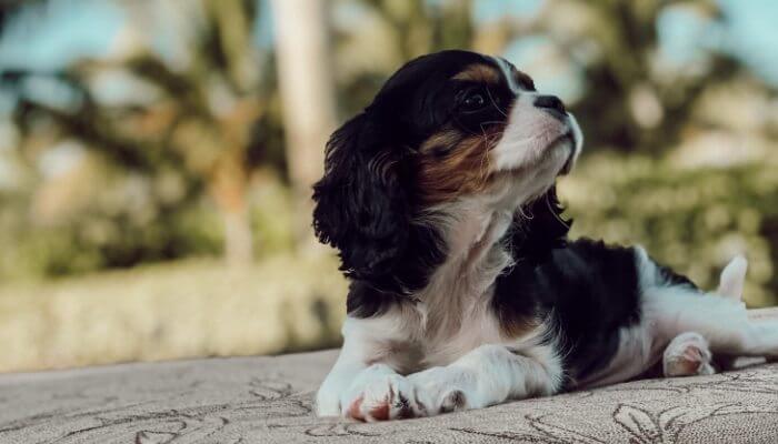 cavalier tricolor echado con patas extendidas