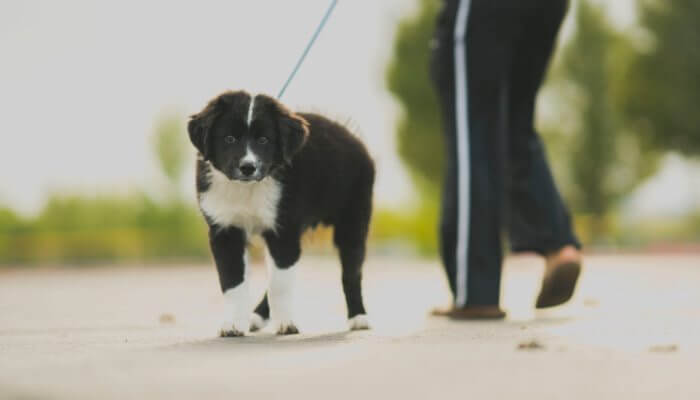 border collie joven paseando con dueno