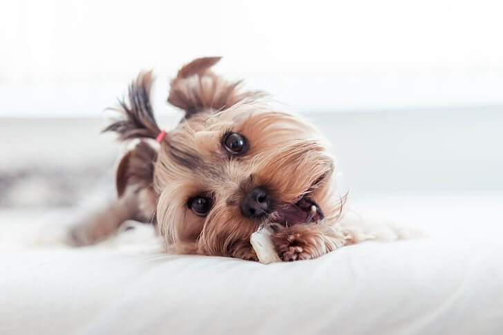 perro pequeno comiendo un snack