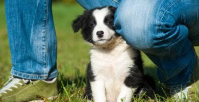 cachorro joven con su dueno