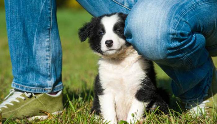 cachorro joven con su dueno