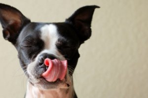 perro pasando la lengua por el hocico