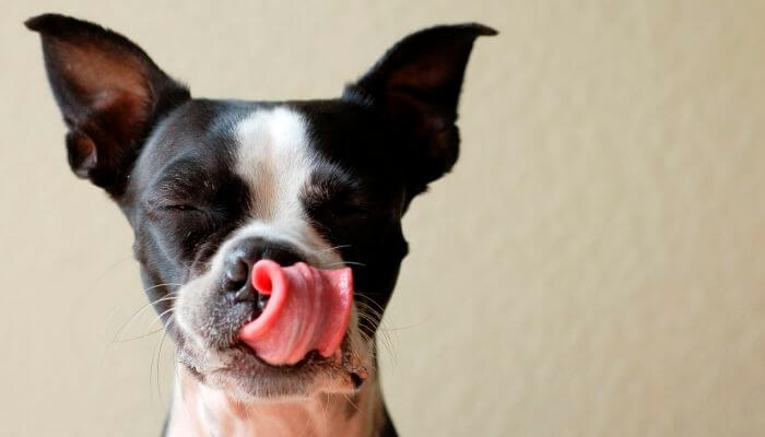 perro pasando la lengua por el hocico