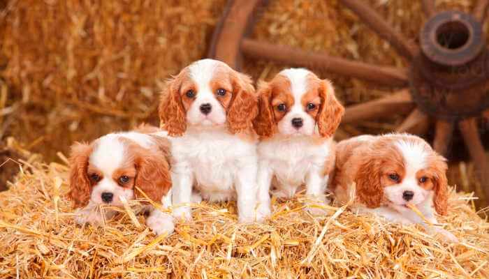 hermosos cachorros cavalier sobre hierba seca