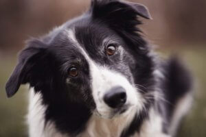 hermoso border collie mirando atentamente