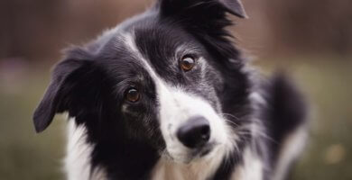 hermoso border collie mirando atentamente