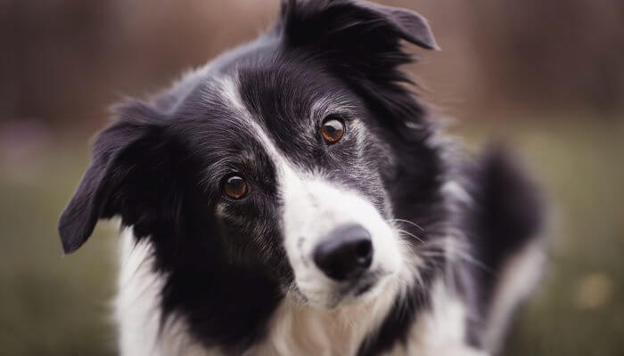 hermoso border collie mirando atentamente