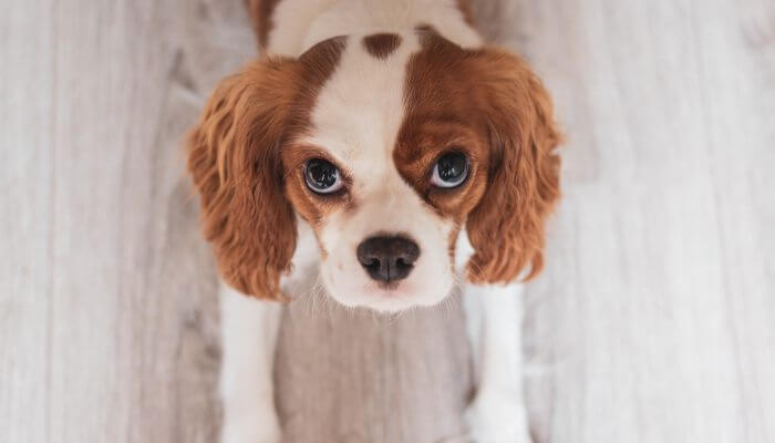 perro cavalier echado mirando hacia arriba