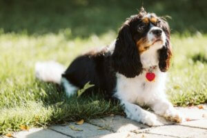 perro cavalier tomando el sol