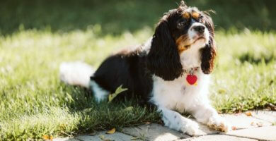 perro cavalier tomando el sol