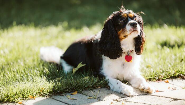 perro cavalier tomando el sol