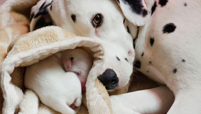 perra dalmata junto a cachorrito recien nacido