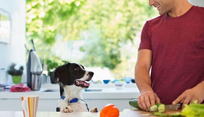 perro en la cocina con su dueno