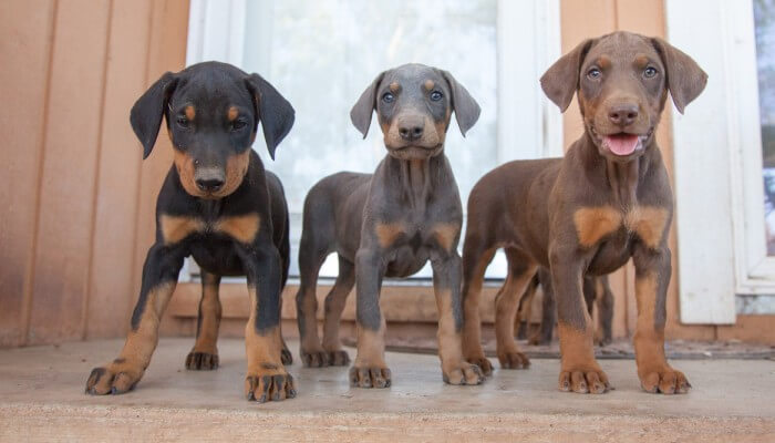 cachorros doberman de colores negro, azul y marron