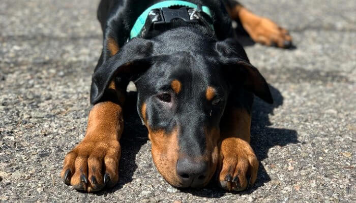 doberman joven mirando tiernamente