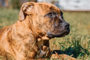 pitbull atigrado con mirada fija y orejas hacia atras