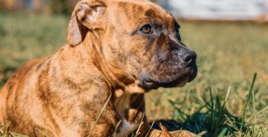 pitbull atigrado con mirada fija y orejas hacia atras