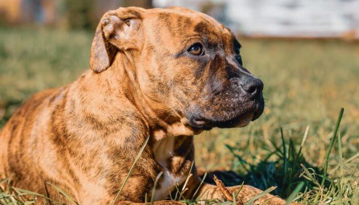 pitbull atigrado con mirada fija y orejas hacia atras