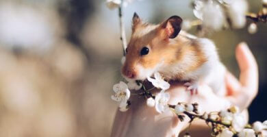 hamster blanco y dorado junto a flores