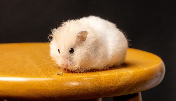 hermoso hamster blanco peludo