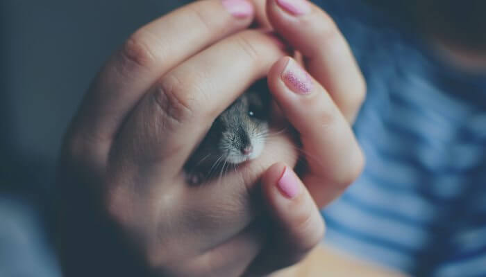 hamster entre las manos de su duena