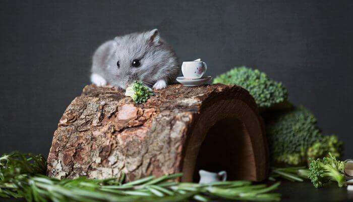 hamster gris sobre tronco de madera