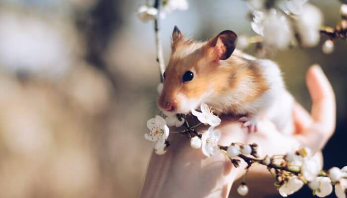 hamster blanco y dorado junto a flores