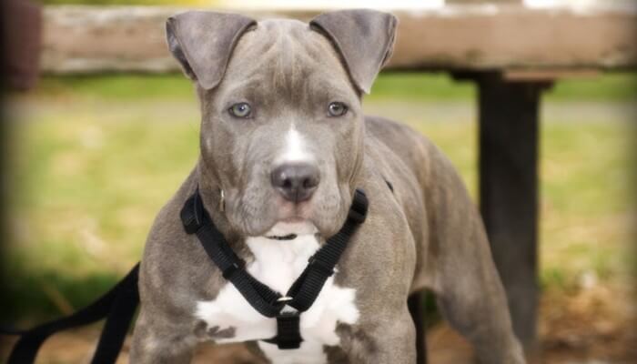 pitbull blue con mancha blanca en el pecho