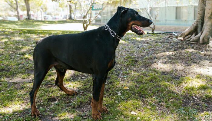 perro doberman con collar