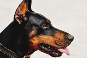 perro doberman de perfil