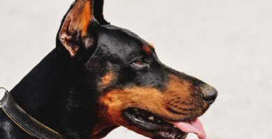 perro doberman de perfil