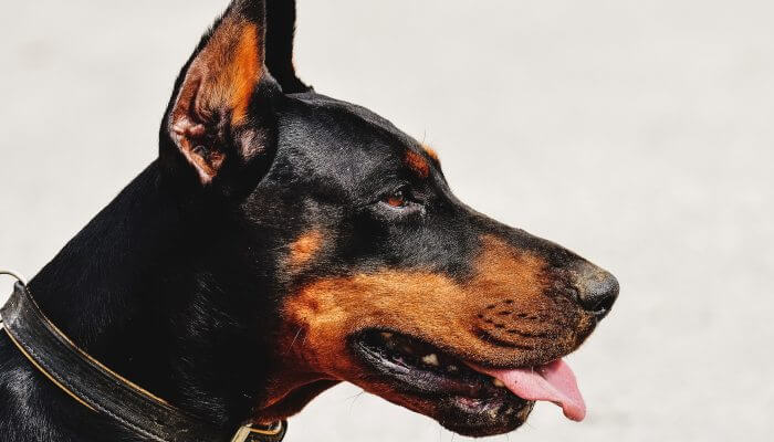 perro doberman de perfil