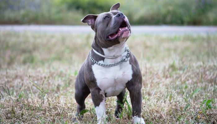 perro pitbull de cuerpo fornido y musculoso