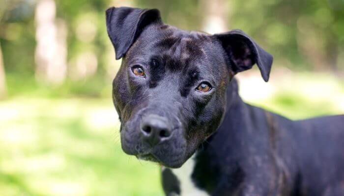 perro pitbull tricolor de ojos almendrados