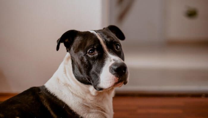 pitbull adulto con hocico y cuello blanco