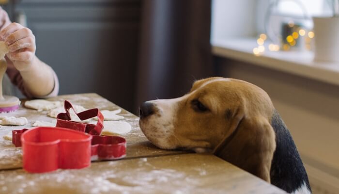 perro olfateando masa de galletas