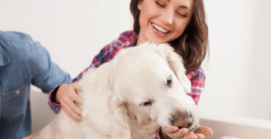 perro comiendo snack en la mano