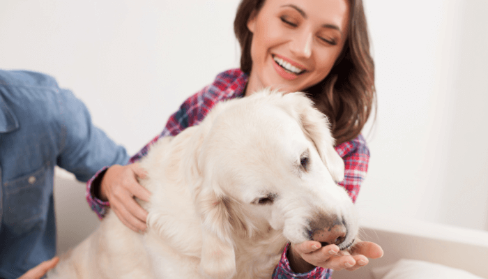 perro comiendo snack en la mano