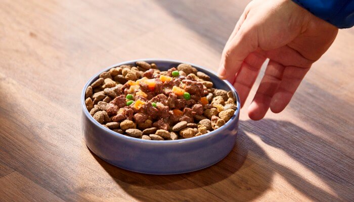 tazon de comida seca y humeda para perros