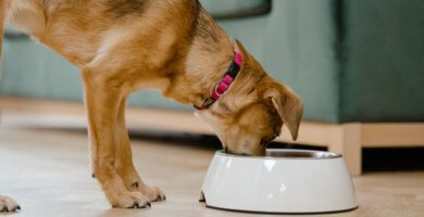 perro con collar comiendo en su tazon