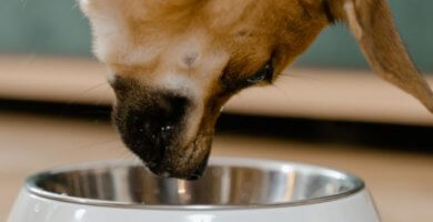 perro acercandose a tazon de comida