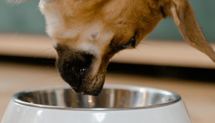 perro acercandose a tazon de comida