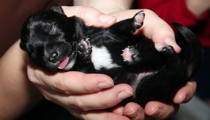 cachorro negro con mancha blanca