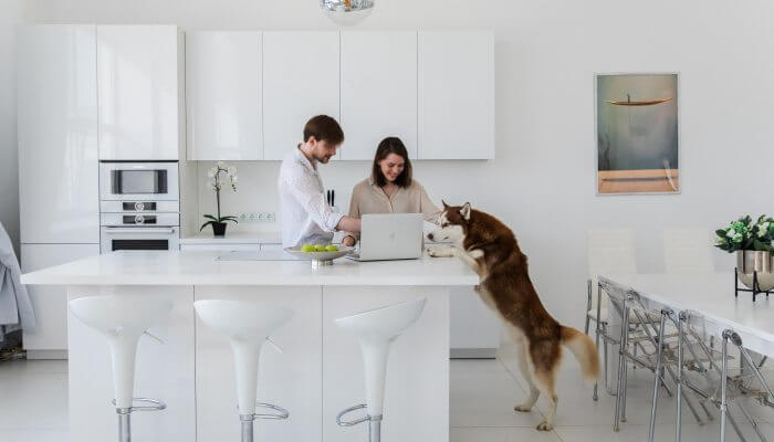 perro husky en la cocina parado en dos patas