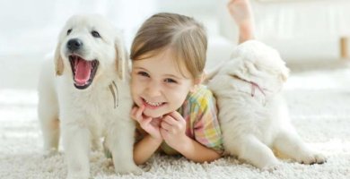 niña jugando con dos perros blancos