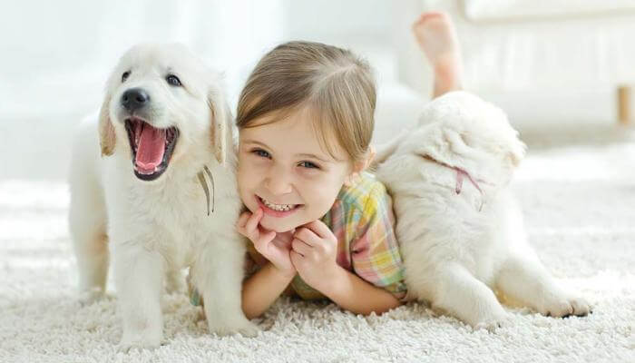 niña jugando con dos perros blancos